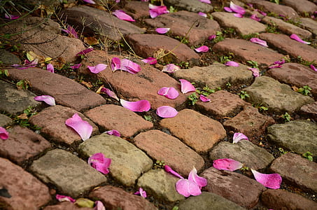 Pink Flower Petals on Brown Brick Way