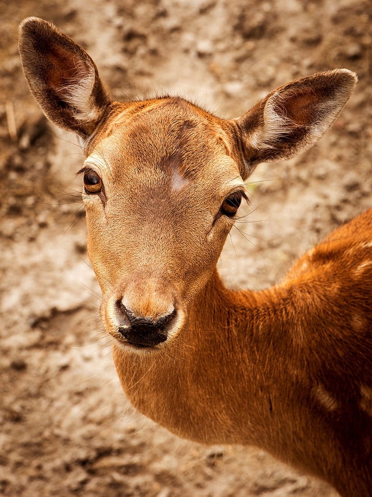 closeup photography of brown spotted deer