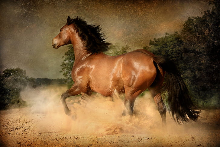 photo of running horse