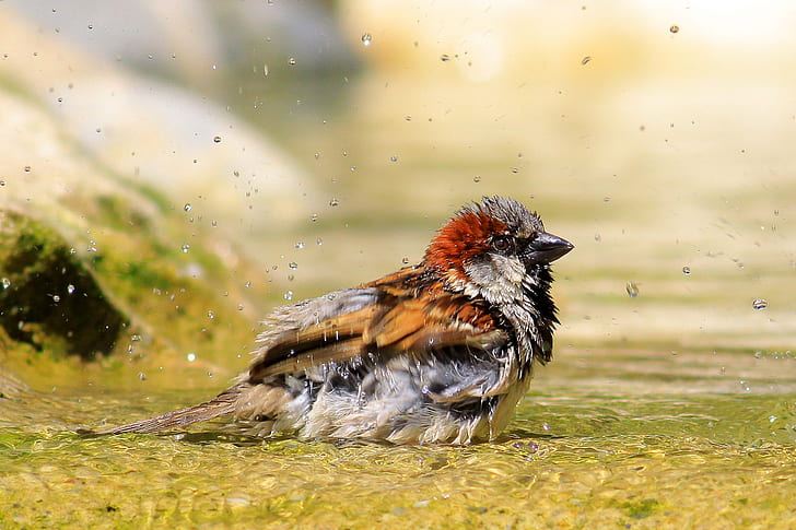 sparrow, bird, bathroom, shower, birds shower