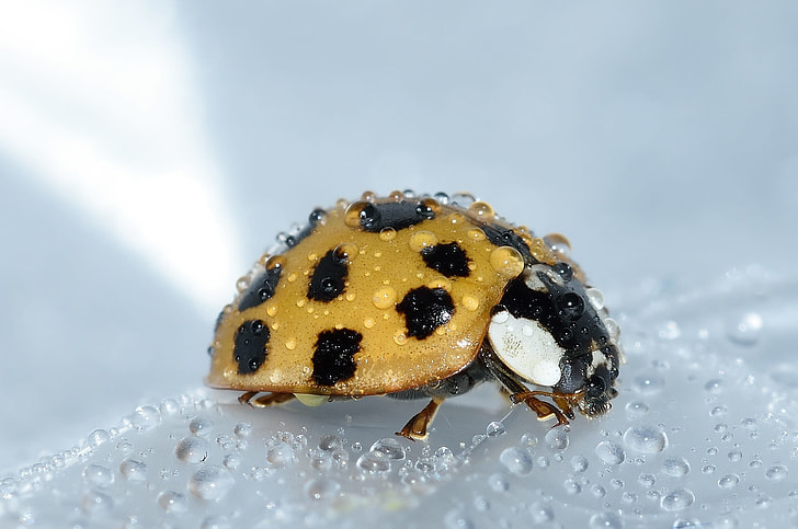 yellow and black ladybug photograph