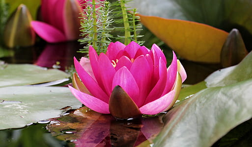 pink lotus flower on body of water