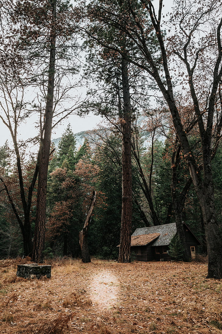 cabin, forest, outdoor, wilderness, outdoors