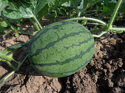 watermelon fruit on brown soil during daytime