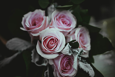 photo of five pink roses