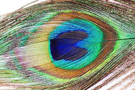closeup of peacock feather's eye