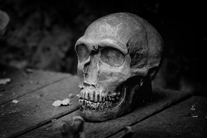grayscale photography of gray skull