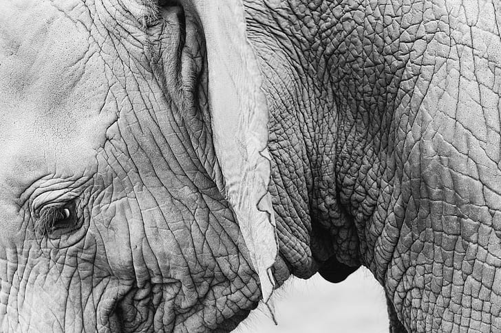 elephant in grayscale photography