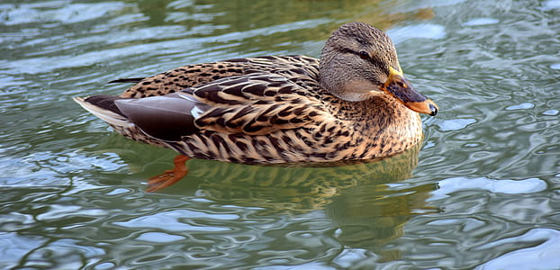 brown and beige duck on body of water during daytime
