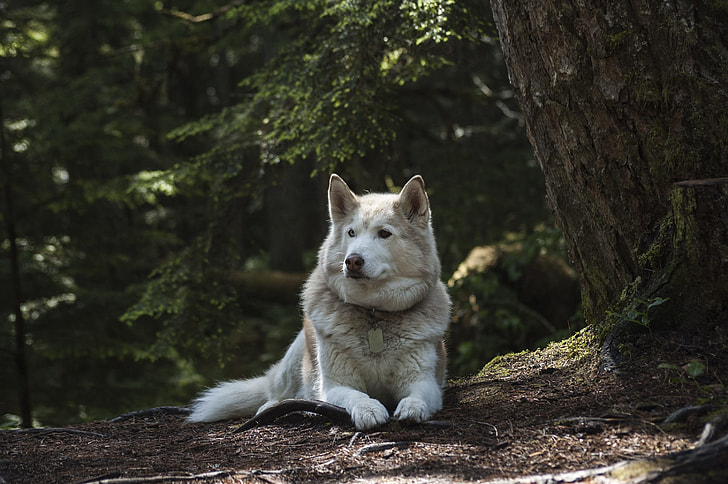 copper and white Alaskan malamute prone lying on ground beside tall trees at daytime