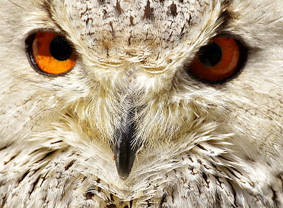 portrait photography of white and black owl