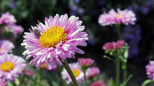 close-up photo of purple daisy flower