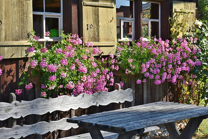 pink flowering plants near gray picnic table