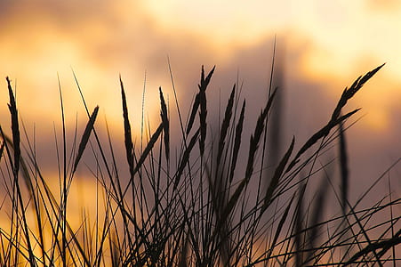 wheat plant photo during golden hour