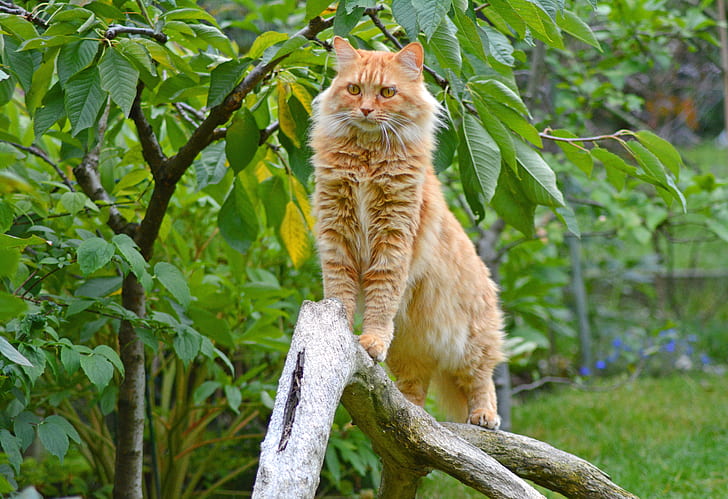 orange Tabby cat on brown branch