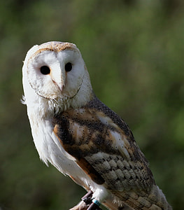 white and brown owl