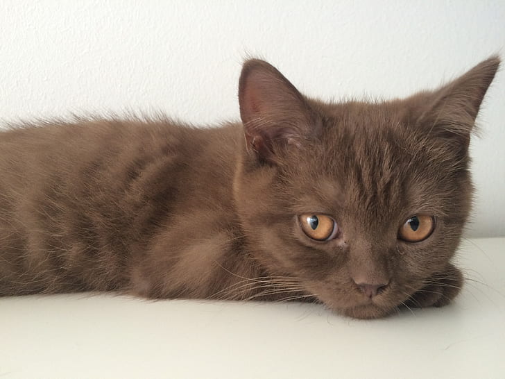 short-fur brown cat
