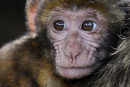 shallow photography of monkey