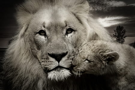 grayscale photo of lion and cub