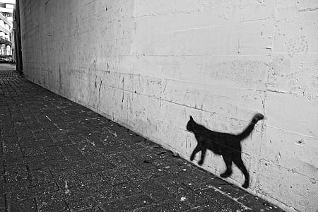 cat shadow