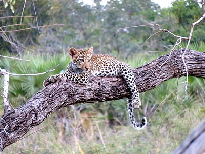 brown and black leopard laying down on tree branch
