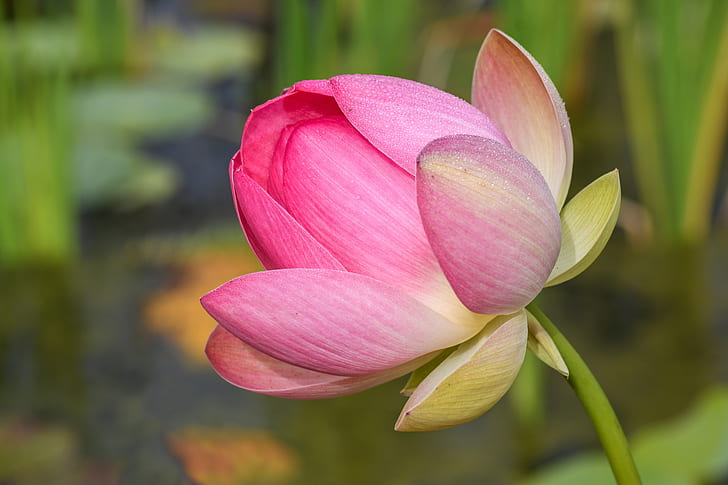 shallow focus lotus flower