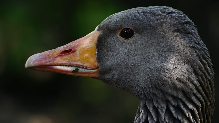 selective focus photography of duck's head