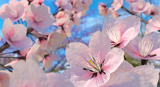 macro shot of blossom flowers during daytime