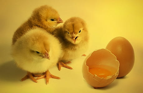 three yellow chicks beside cracked egg