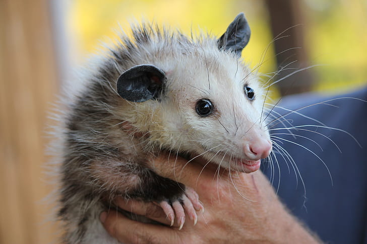 virginia opossum for sale
