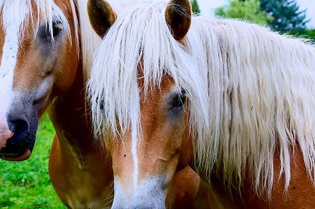 shallow focus photography of brown and white horse