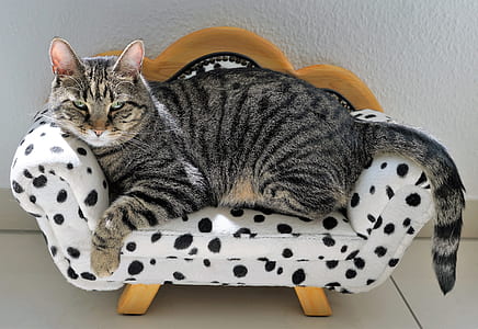 gray tabby cat on white-and-black fabric sofa chair