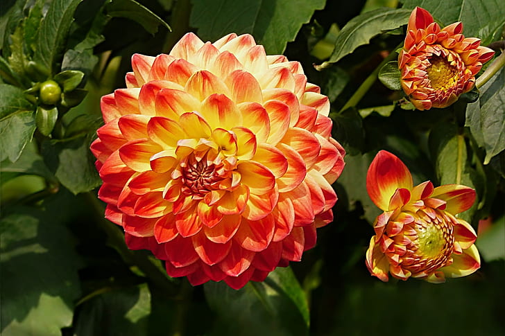 red and orange petaled flowers at daytime