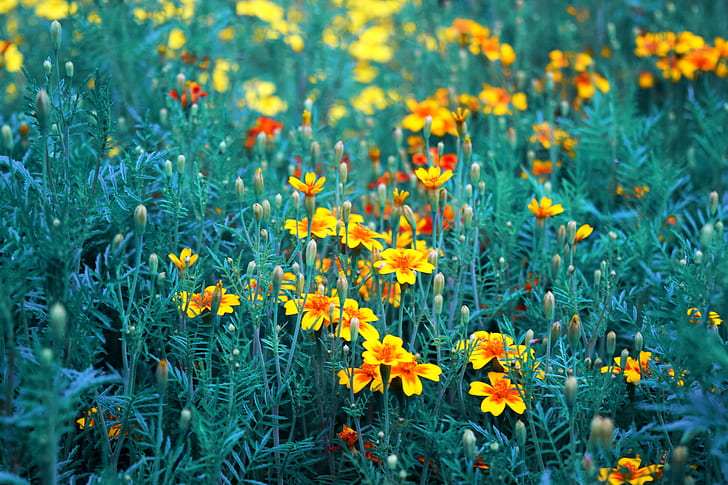 yellow-and-red marigold flower field