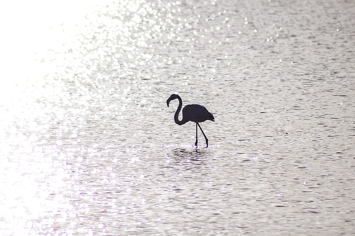 silhouette of flamingo on body of water