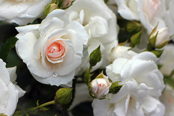 close up photo of white roses