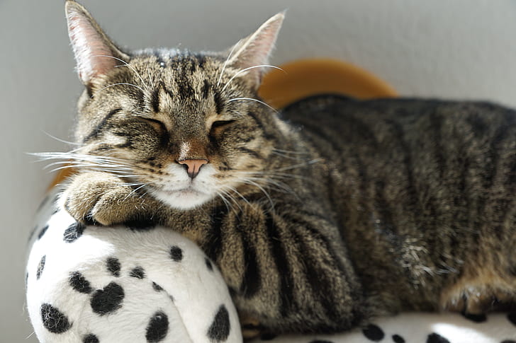 brown tabby cat lying on white and black polka-dot sofa chair