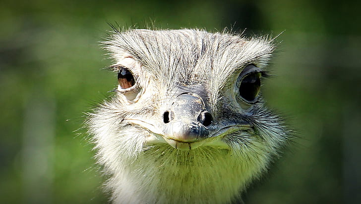shallow focus photography of ostrich head