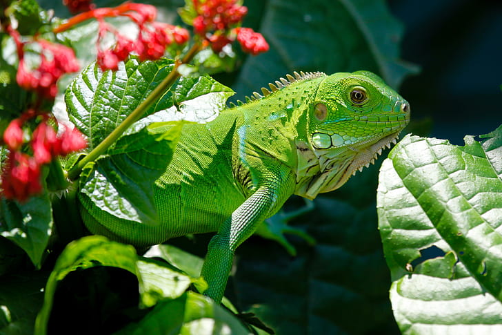 green iguana on flower