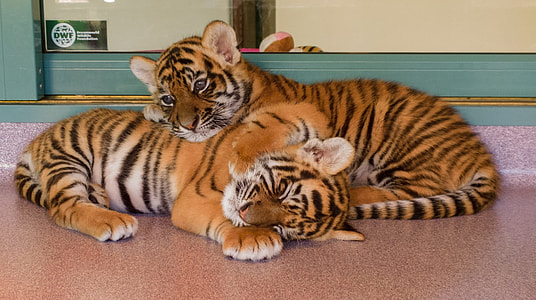 two tiger cubs