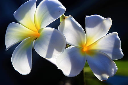 white-and-yellow Plumeria flowers in bloom close up photo
