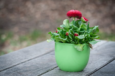 closeup photography of red petaled flowers in green pot