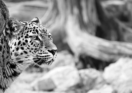 leopard in grayscale photography