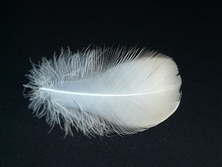 HD photography of feather