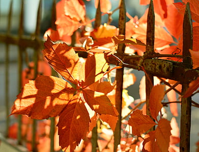 shallow focus photography of orange leaves