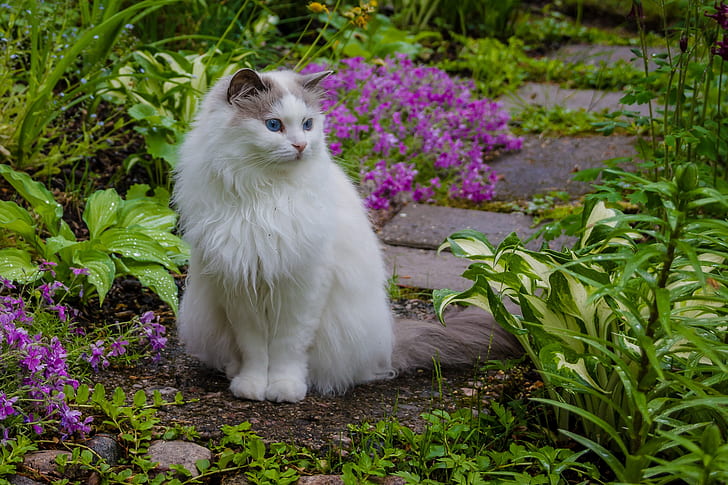white cat beside purple petaled flowers