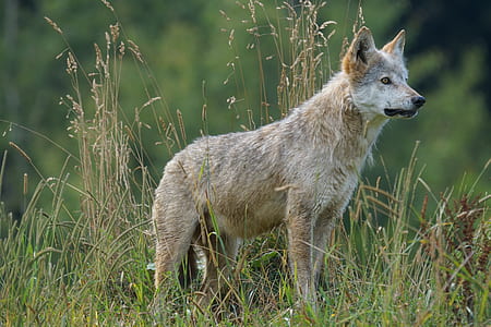 short-coated white wolf standing on green grass field