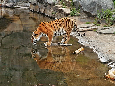 tiger drinking water