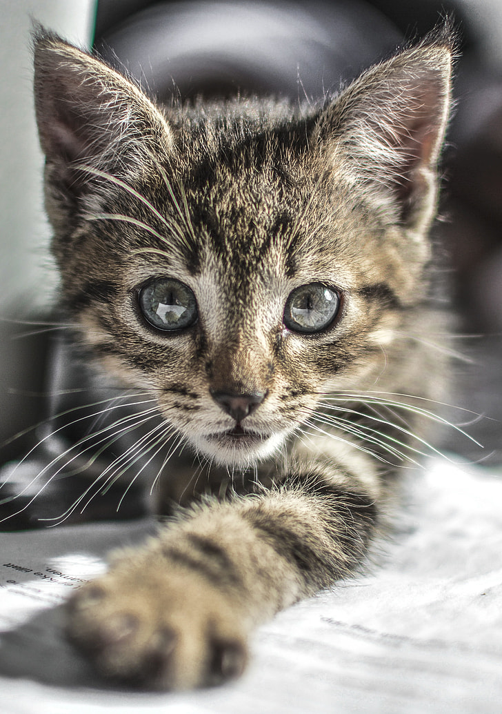 selective focus photography of silver tabby kitten