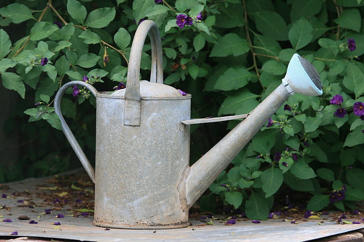 gray metal watering can near green leaf plant